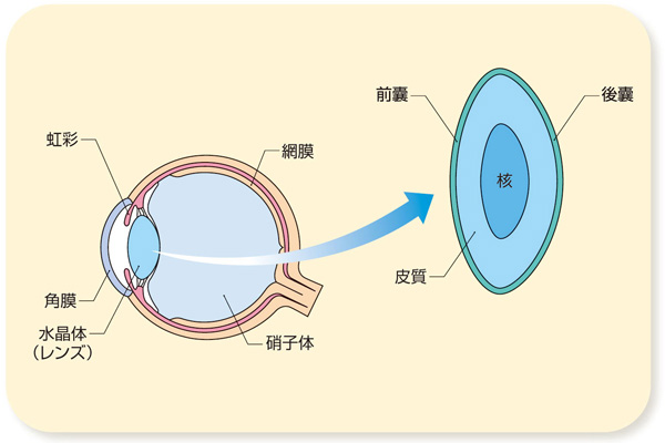 目の仕組みのイラスト